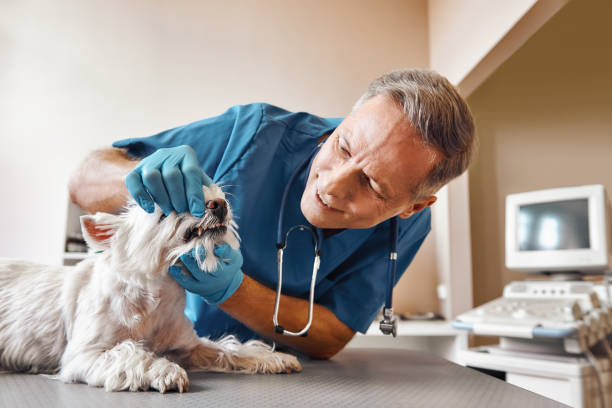 Best Emergency Dentist for Special Needs Patients in Parshall, ND